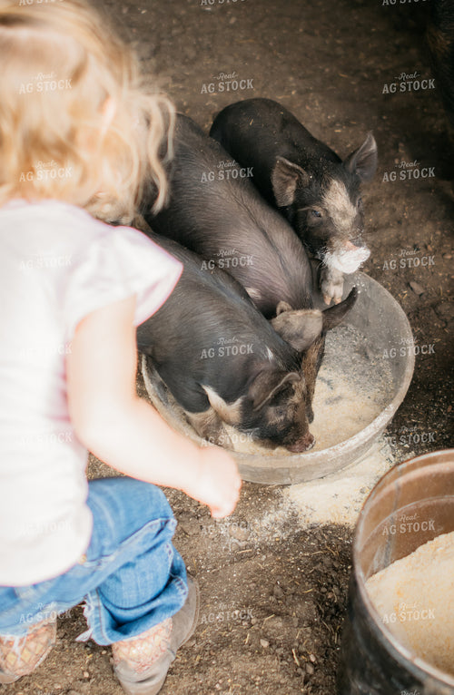 Farm Kids with Pigs 218051