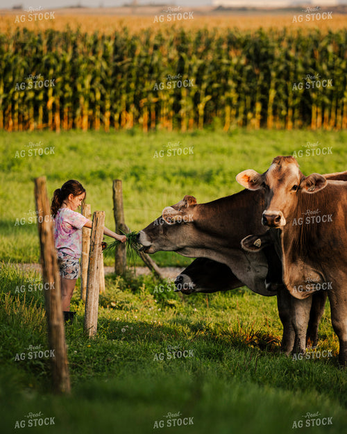 Farm Kid Feeding Brown Swiss Cattle 195043