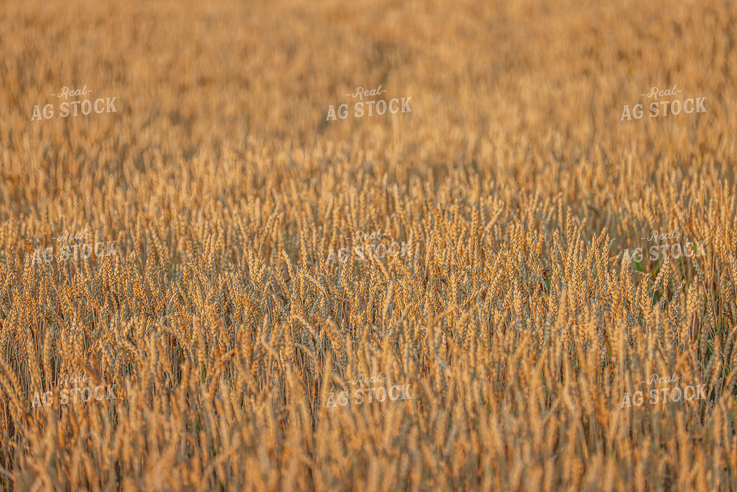 Dried Wheat 160237