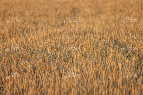 Dried Wheat 160237