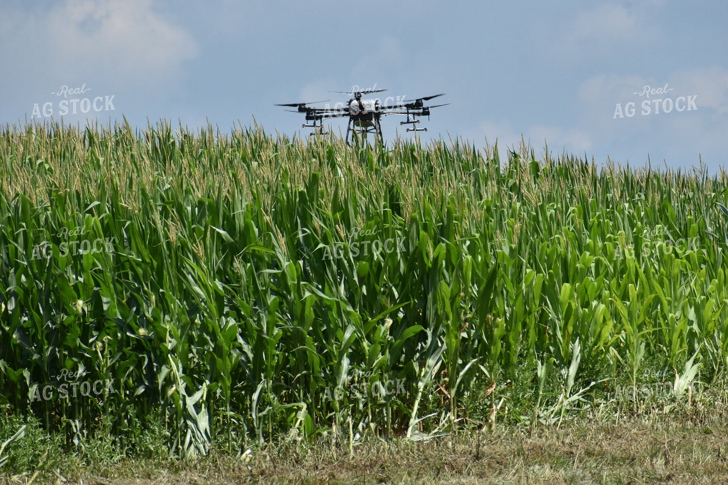 Drone Sprayer Above Corn 84095