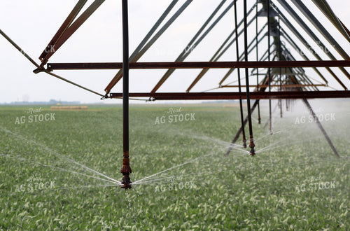 Pivot Irrigation System in Corn Field 141042