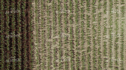Ripping Corn 239317