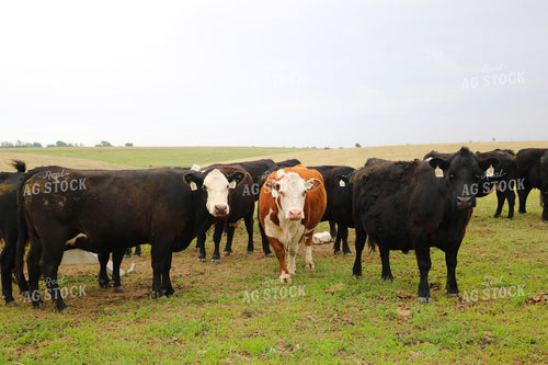 Cattle on Pasture 82316