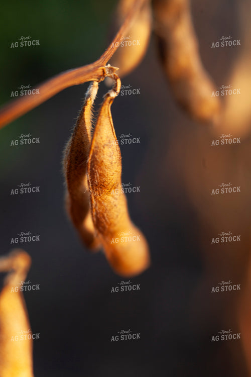 Soybeans - Dry 1580