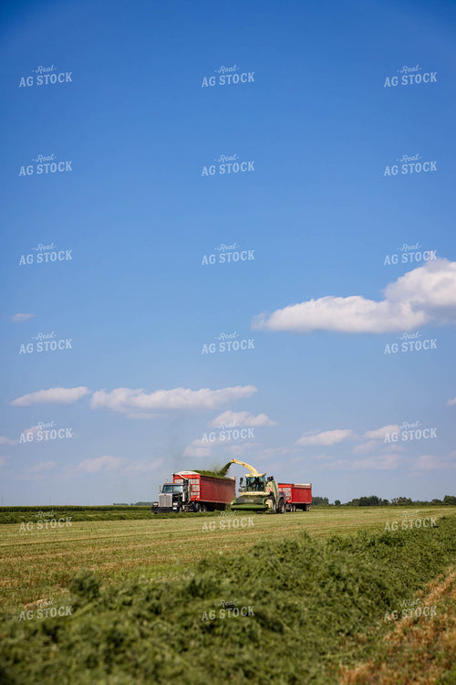 Harvesting Hay 152650