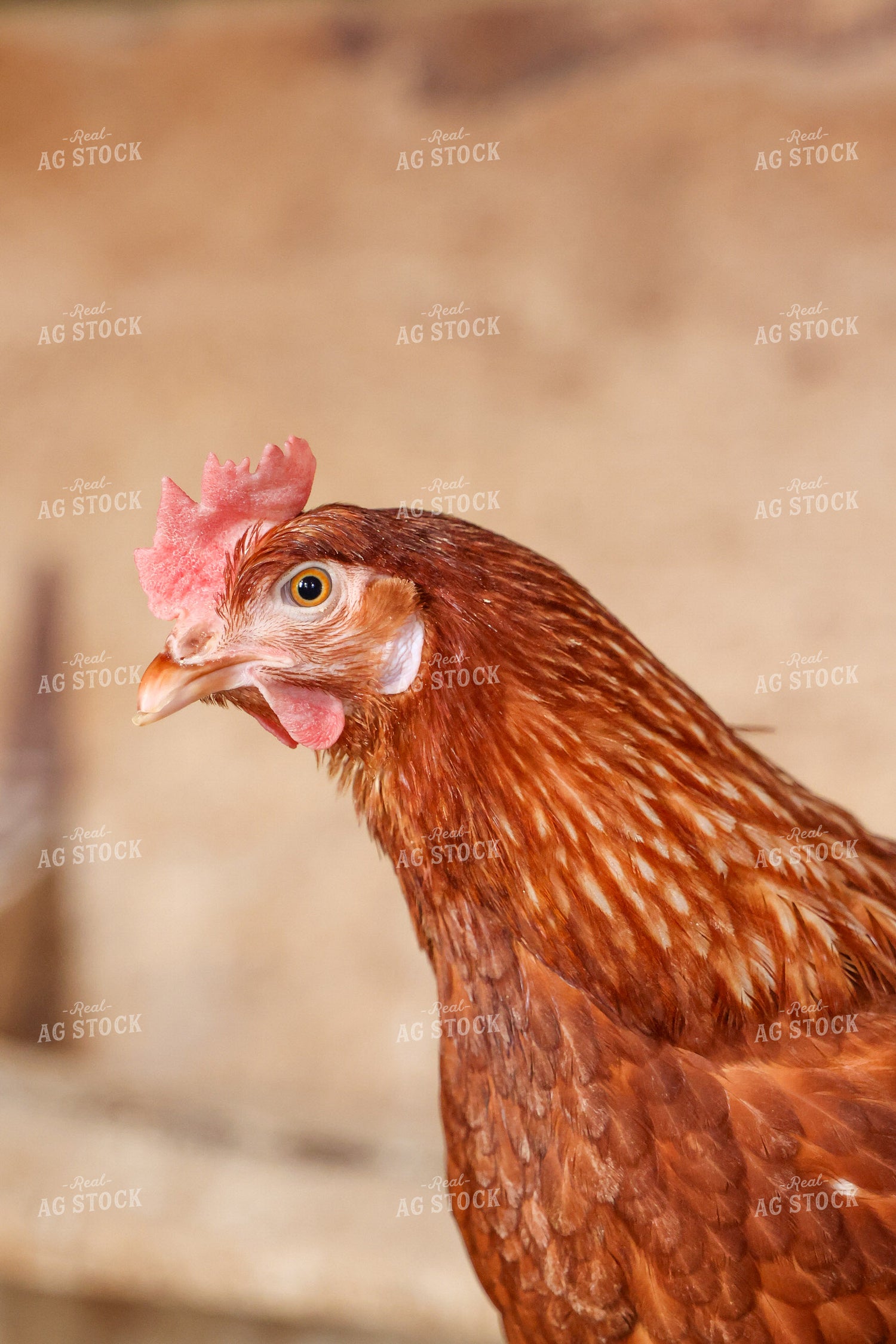 Chicken Close Up 160425