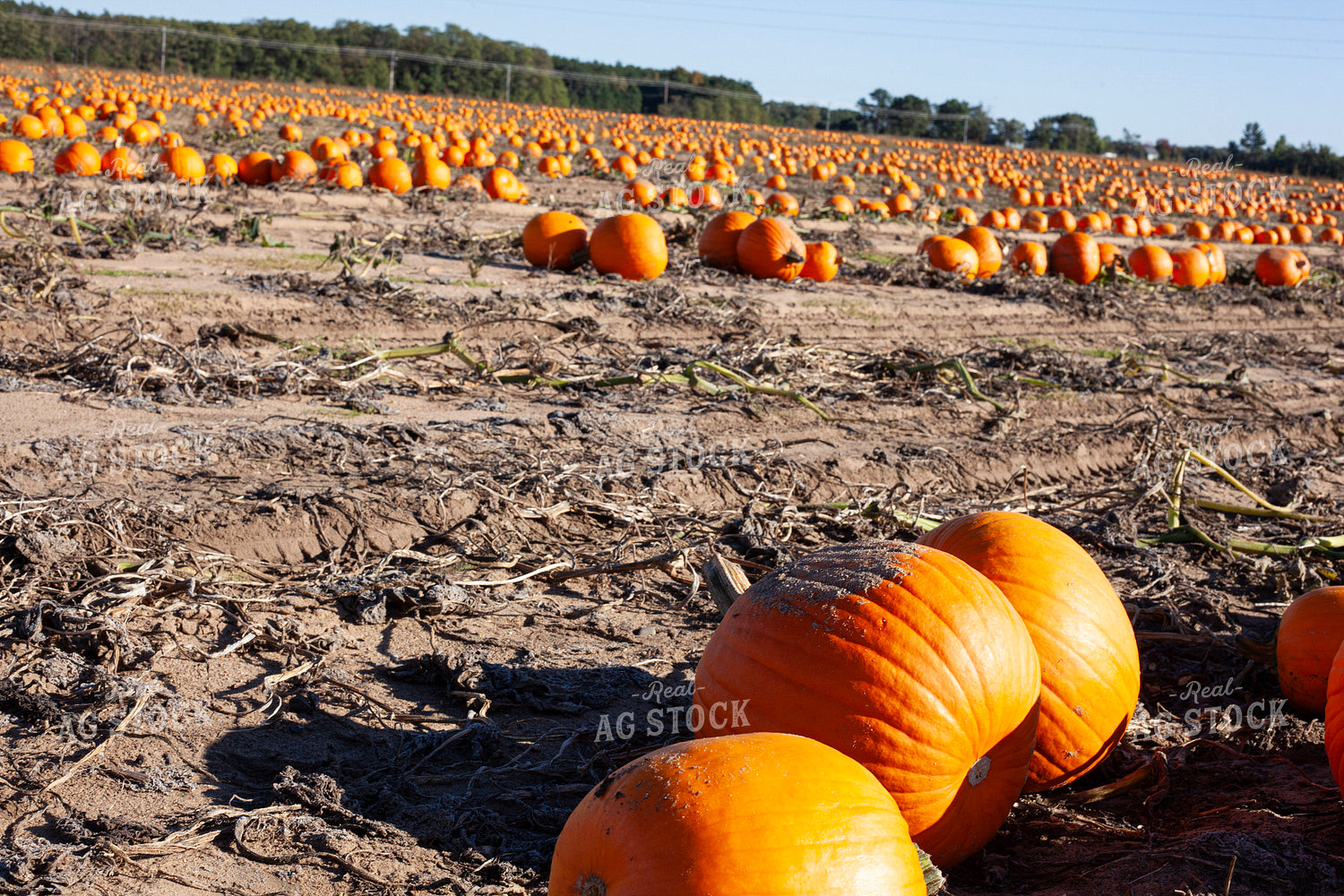 Pumpkin Field 132257
