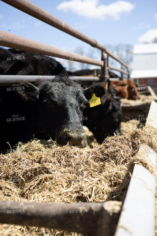 Feeding Cattle 305036