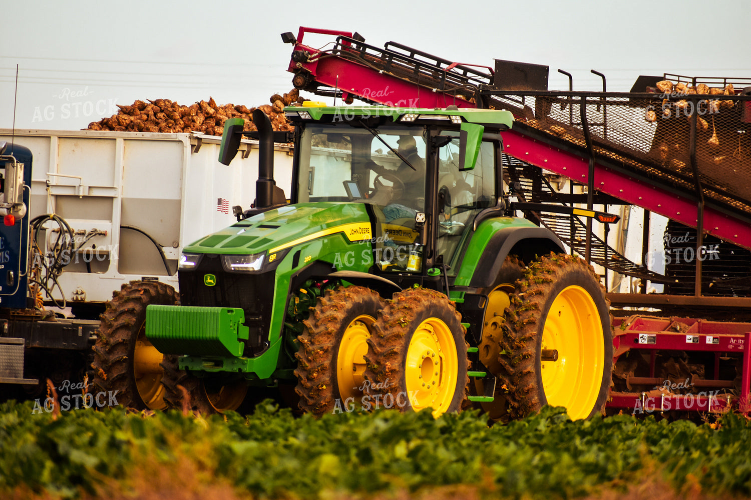 Sugar Beet Harvest 148015