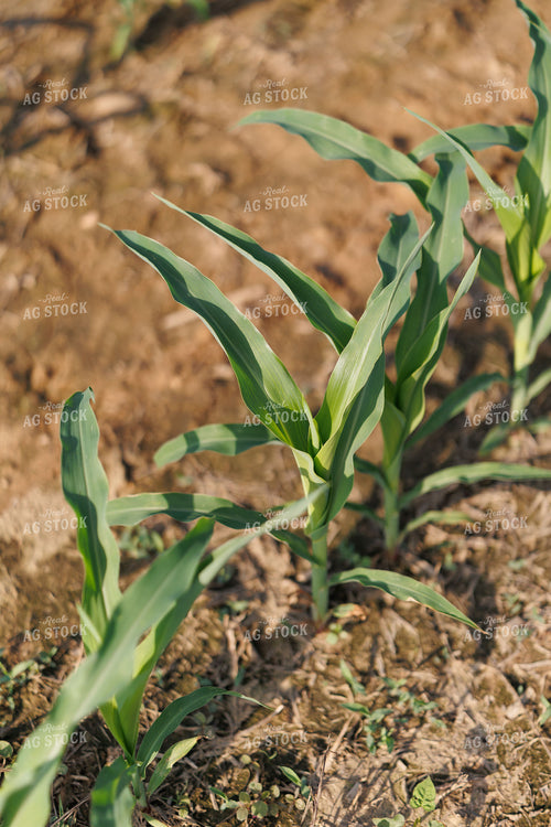 Early Growth Corn 295200