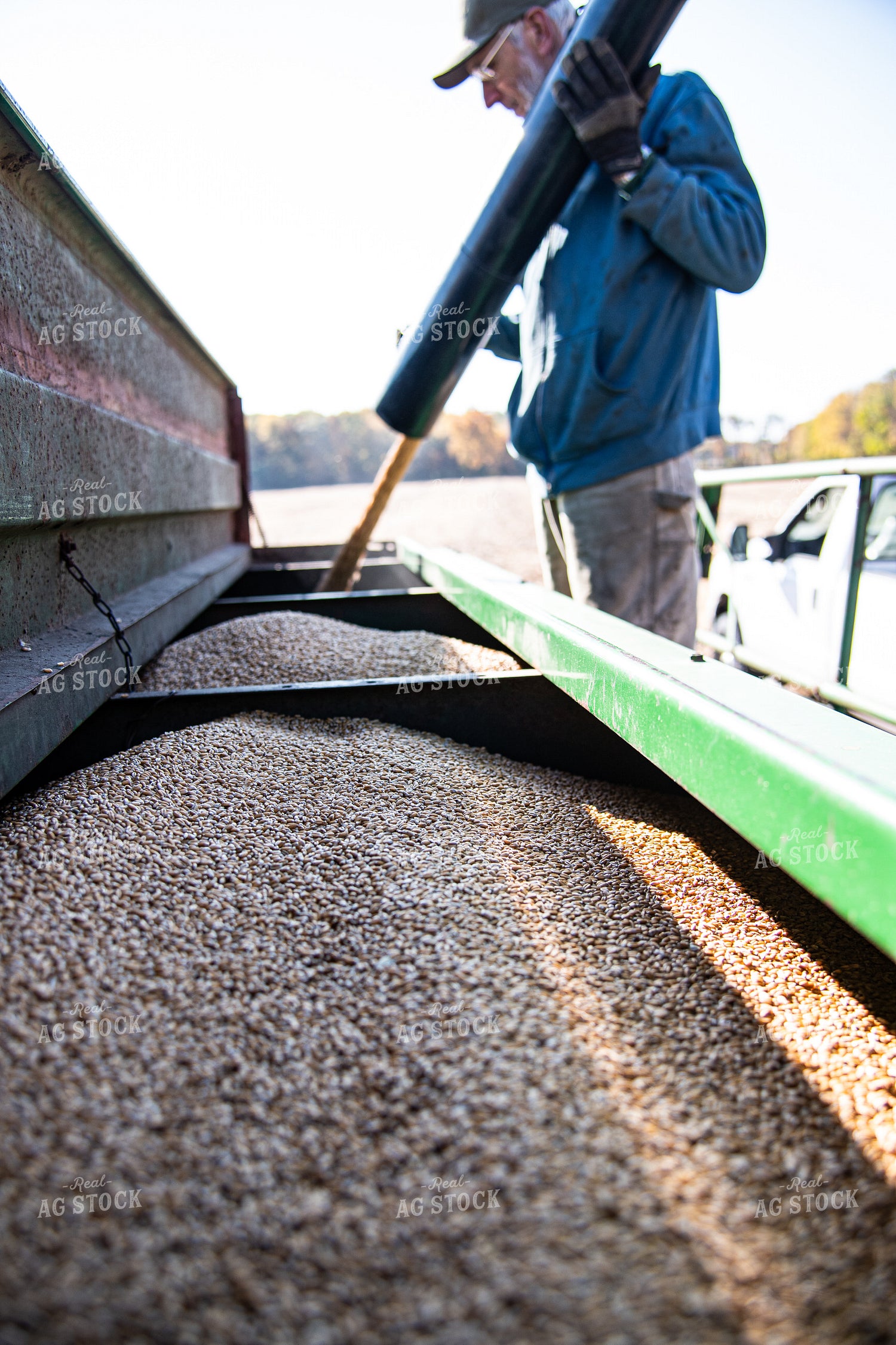 Farmer Loading Winter Wheat into Drill 168022
