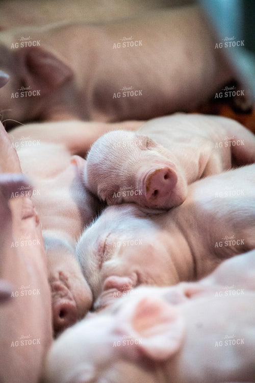 Piglets 197001
