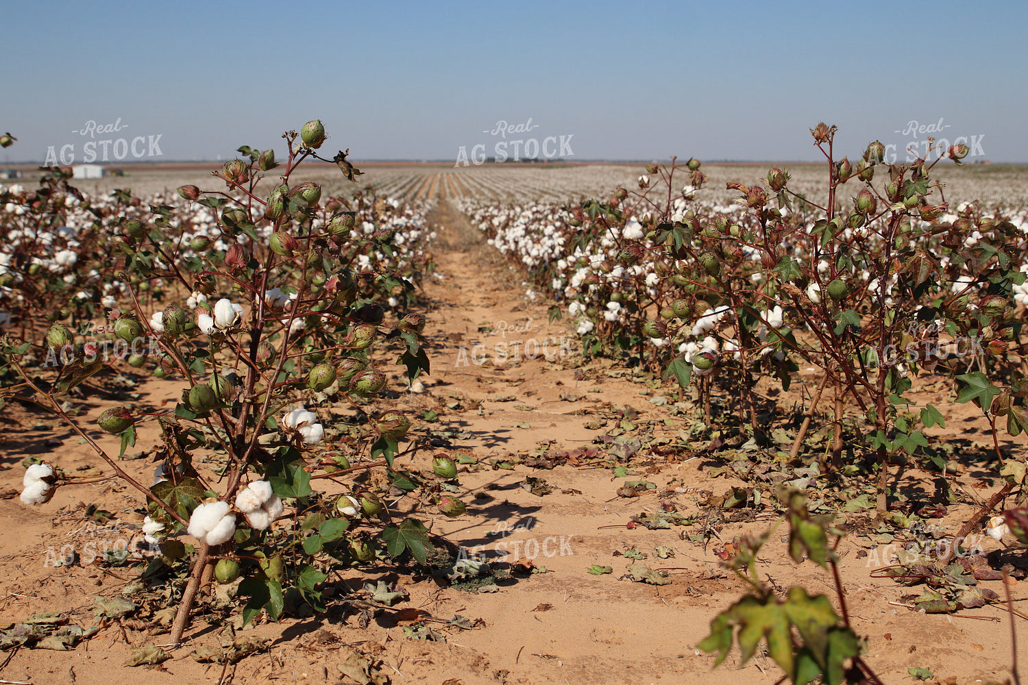 Cotton Field 102215