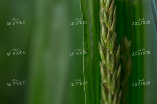 Corn - Mid-Season 1267