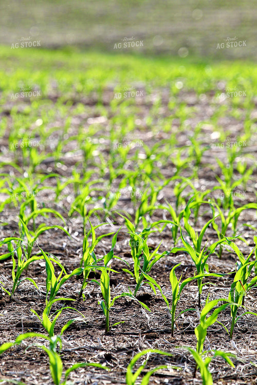 Early Growth Corn Field 141557