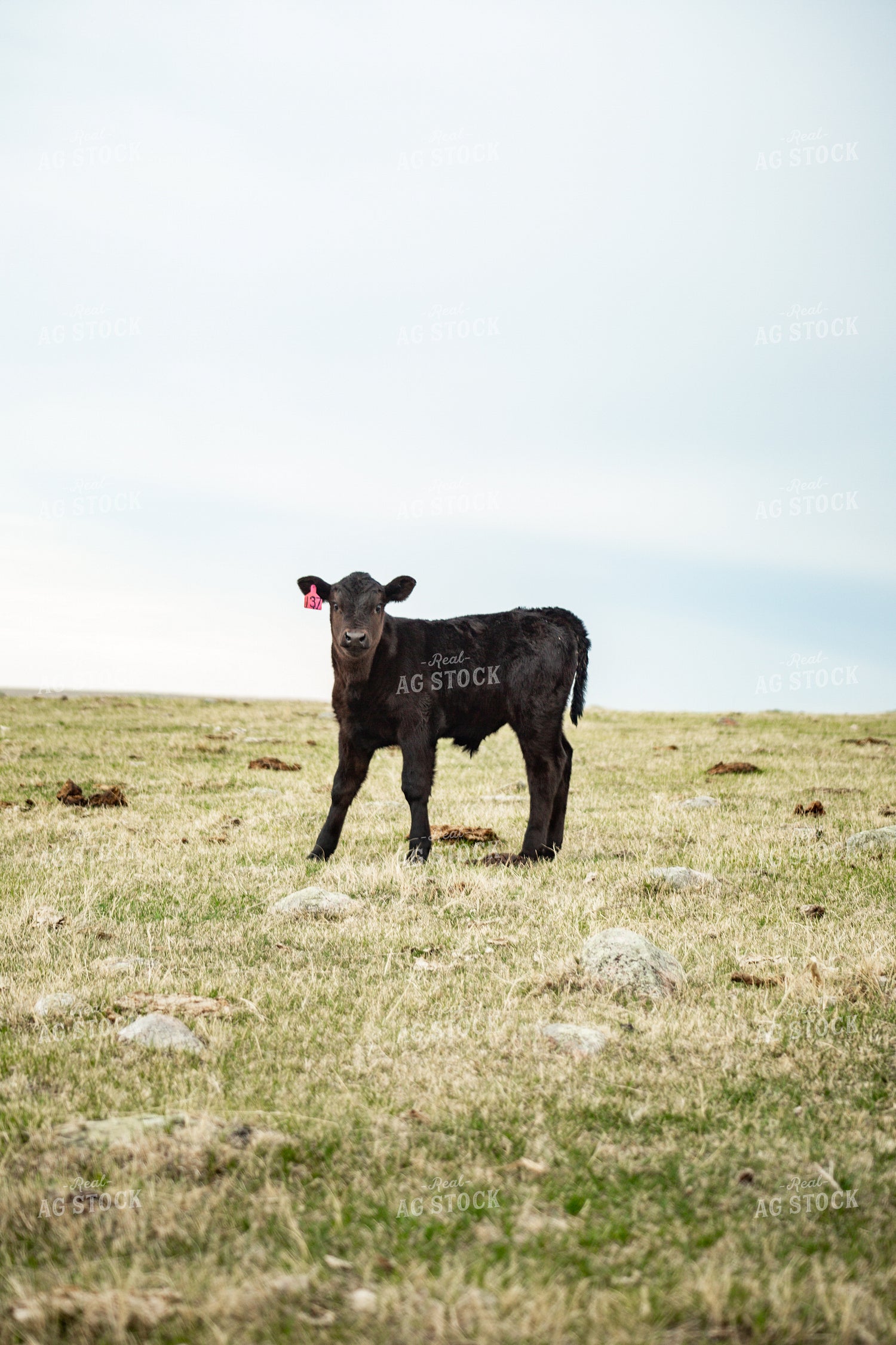 Black Angus Calf 155687