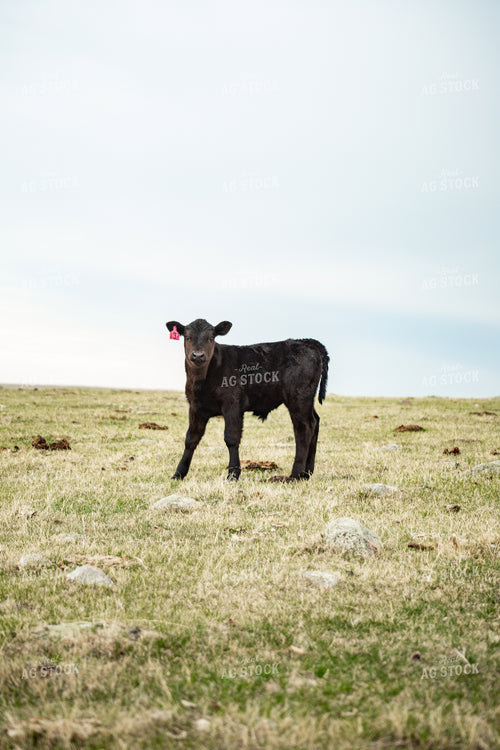Black Angus Calf 155687