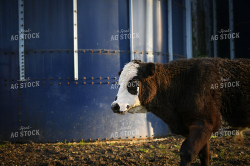 Show Cattle 191173