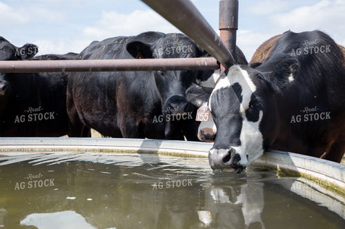 Cattle at Water Trough 117048