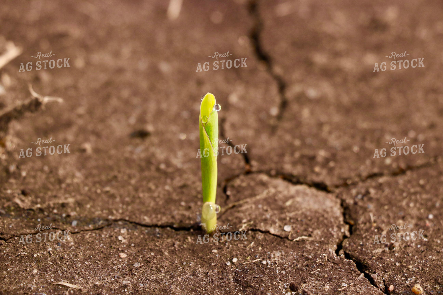 Corn Plant Emerging 299097