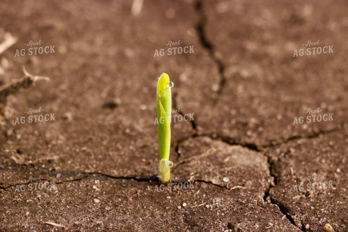 Corn Plant Emerging 299097