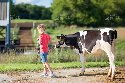 Farm Kid Leading Holstein Calf 55318