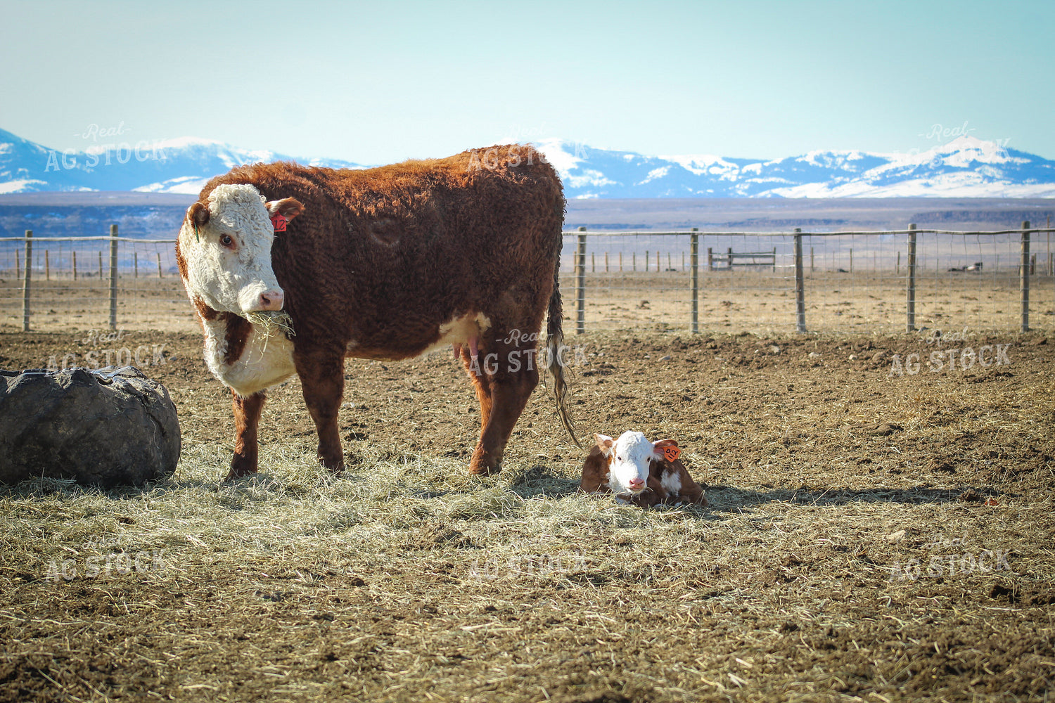 Hereford Cow and Calf Pair 78104