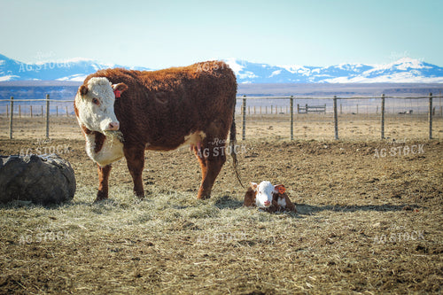 Hereford Cow and Calf Pair 78104
