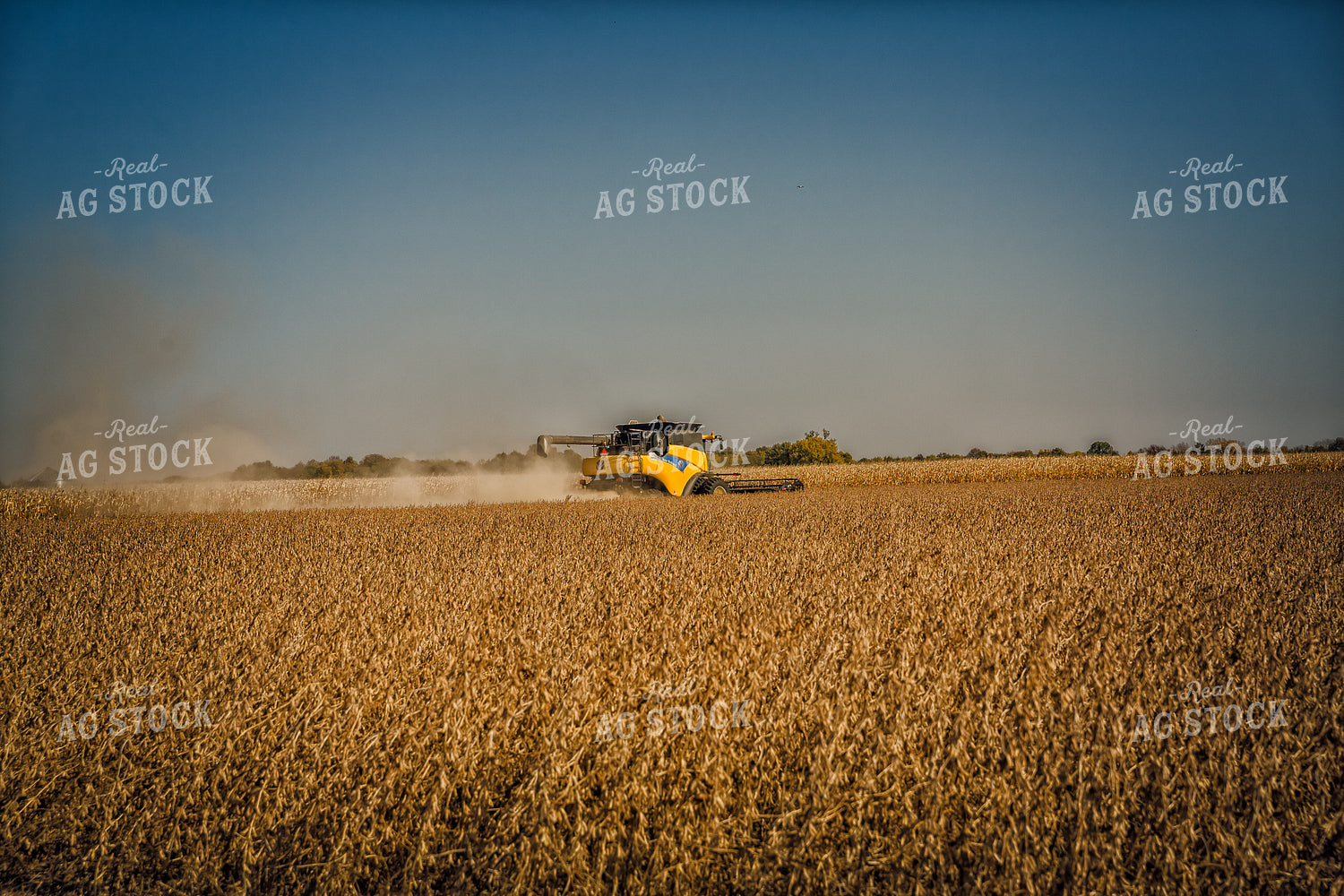 Soybean Harvest 153034