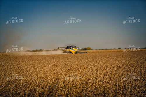 Soybean Harvest 153034