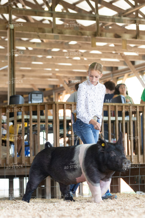 Showing Pigs 52698
