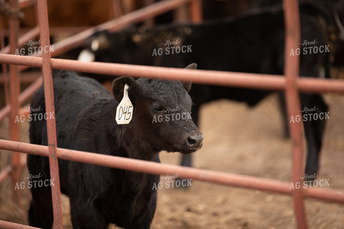 Calf 190008