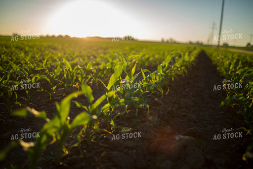 Corn - Early Growth 1100