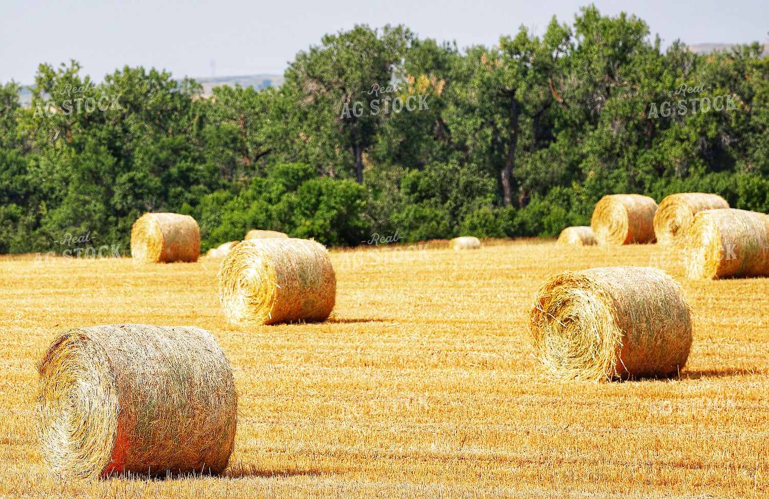 Straw Bales 141644