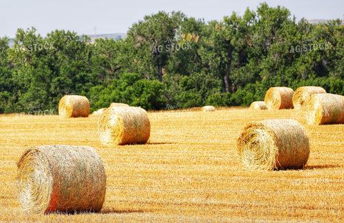 Straw Bales 141644