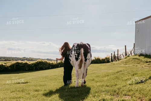 Walking Show Cattle 116026