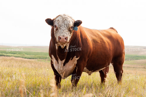 Hereford Bull 212026