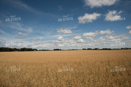 Dried Oats in Field 76075