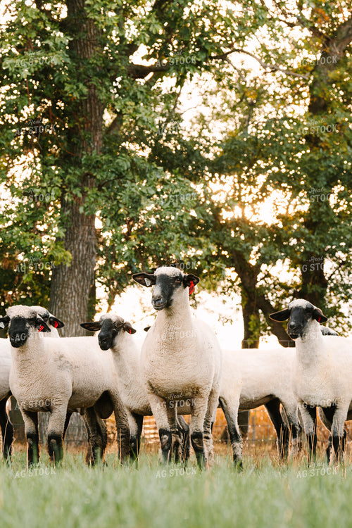 Sheep 68305