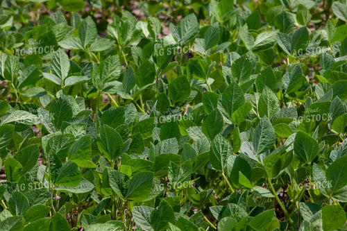 Early Season Soybeans 132116