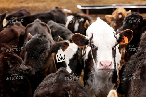 Cattle in Feedyard 127010