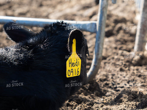 Tag on Angus Cow 70166