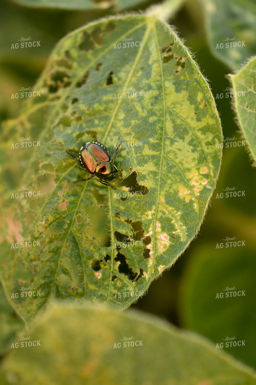 Soybeans with Chemical Damage 191208