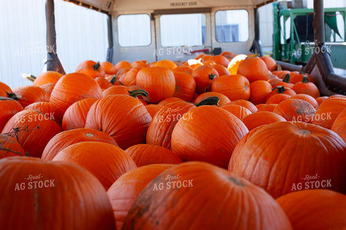 Pumpkins 132242