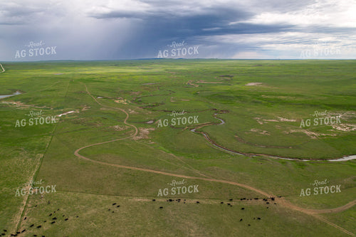 Aerial of Cattle on Pasture 261064