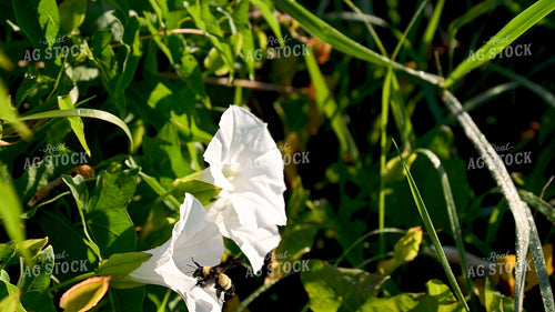 Bee Collecting Pollen from Plants on CRP Land 25053