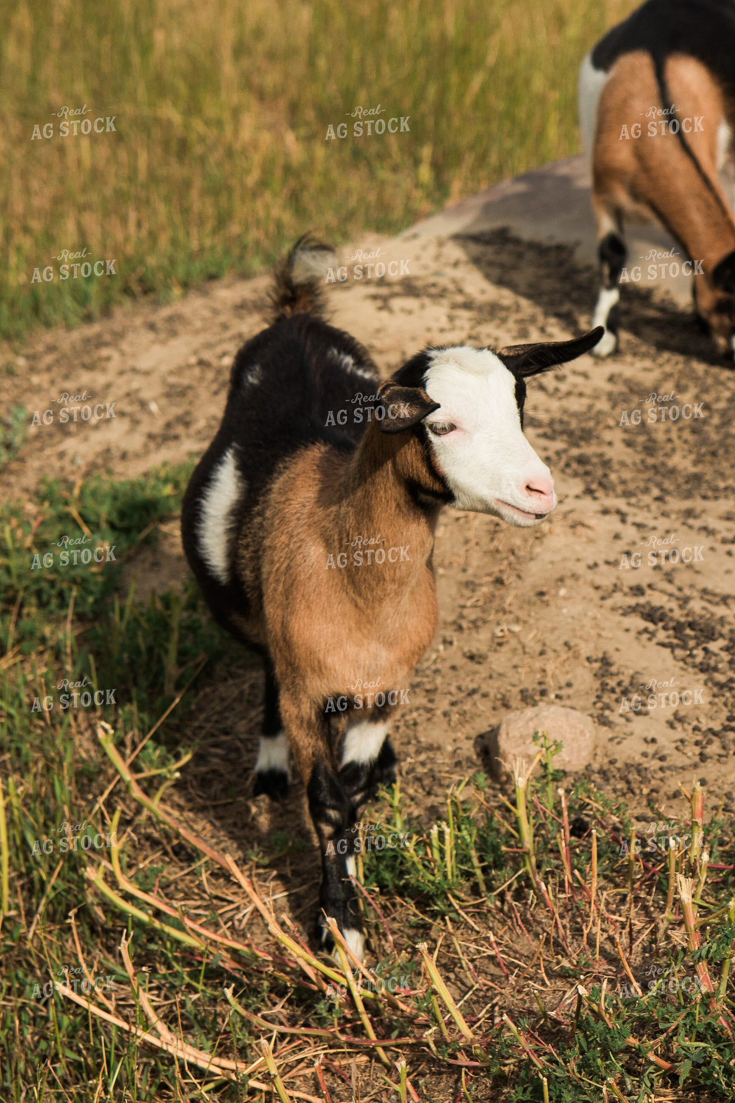 Goats 67453