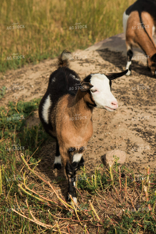 Goats 67453
