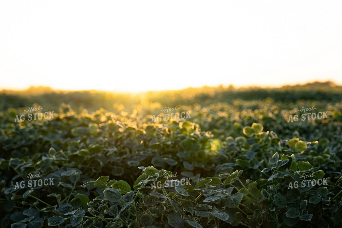 Mid-Season Soybean Field 65931